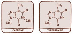 theobromine-chain