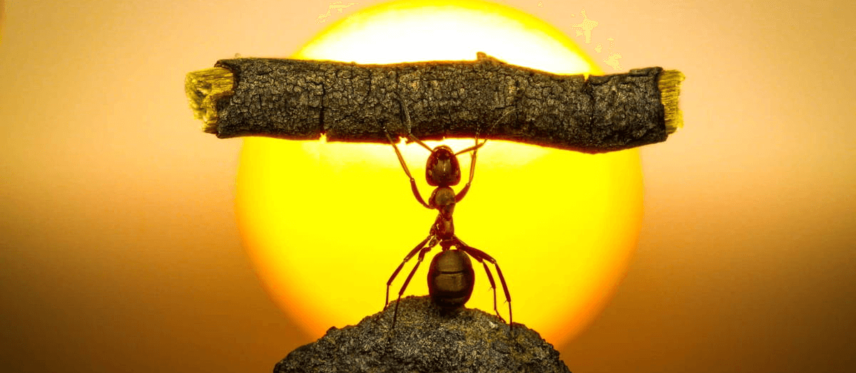 BLACK AND SMARAGD ANTS (S Mravenci) -55g (Naive)