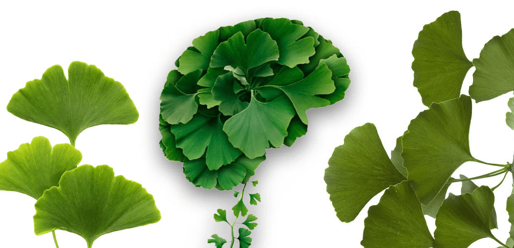 Ginkgo Biloba