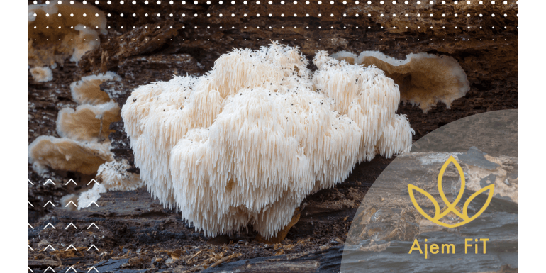 BIO LVÍ HŘÍVA EXTRAKT (Hericium-prášek) -100g (AjemFiT)