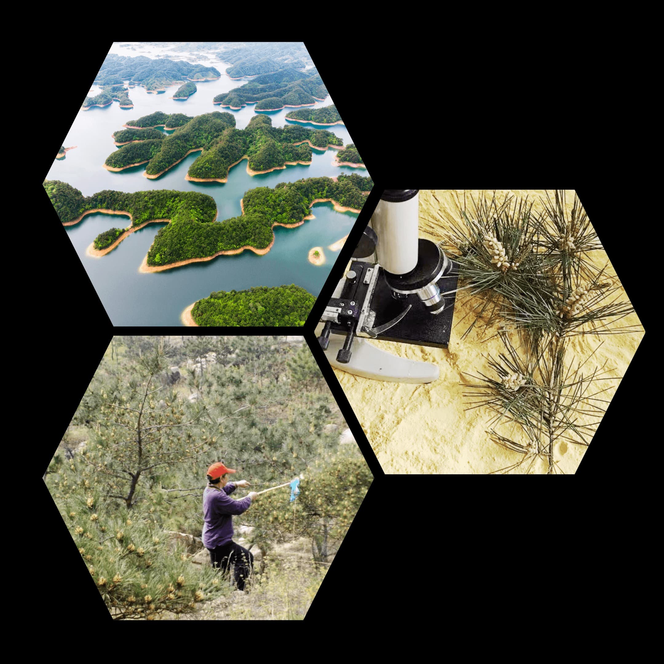 Pine pollen sourcing di-tao