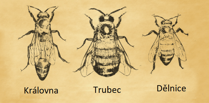 trubčí mléko api dhron